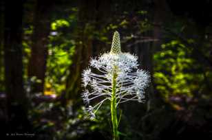 Bear Grass-4008.jpg